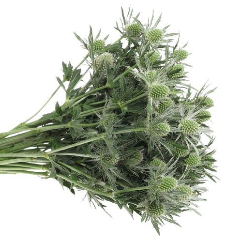 Distel weiss Orion Sirius Natur 40cm