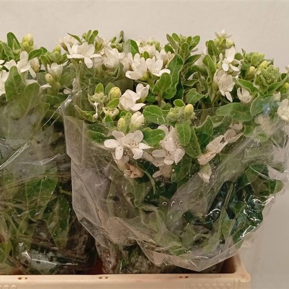 Oxypetalum weiss 35cm x20