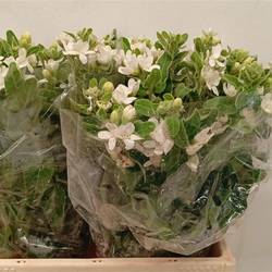 Oxypetalum weiss 35cm x20