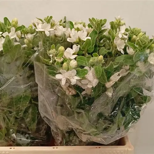 Oxypetalum weiss 35cm x20