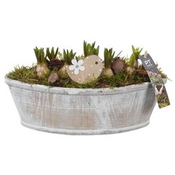 Muscari.Arr PTMB2565 T33 H19