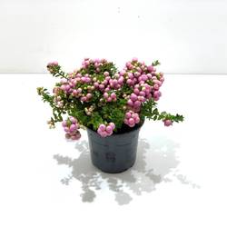 Pernettya rosa T10,5 H15