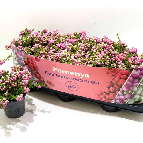 Pernettya rosa T10,5 H15