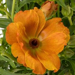 Ranunkel orange Butterfly Minoan 50cm