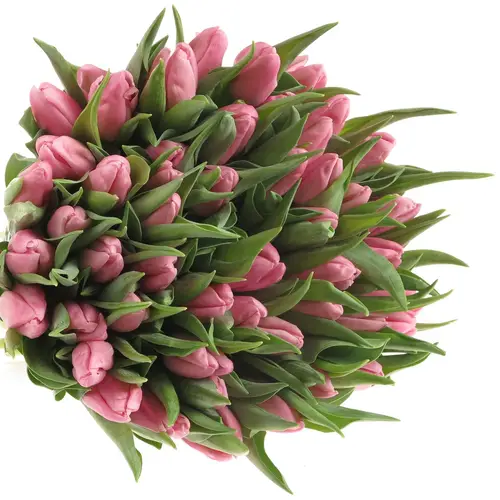 Tulpe rosa Aafke 28 Gramm