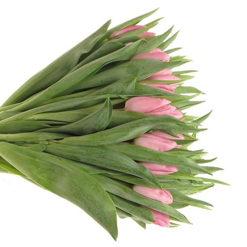 Tulpe rosa Aafke 28 Gramm