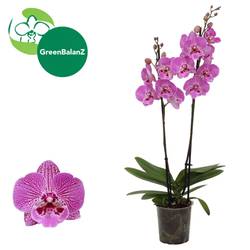Phal.2-R dunkel rosa Novelty 10 T12 H055