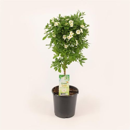 Solanum weiss Jasminoides T19 H075