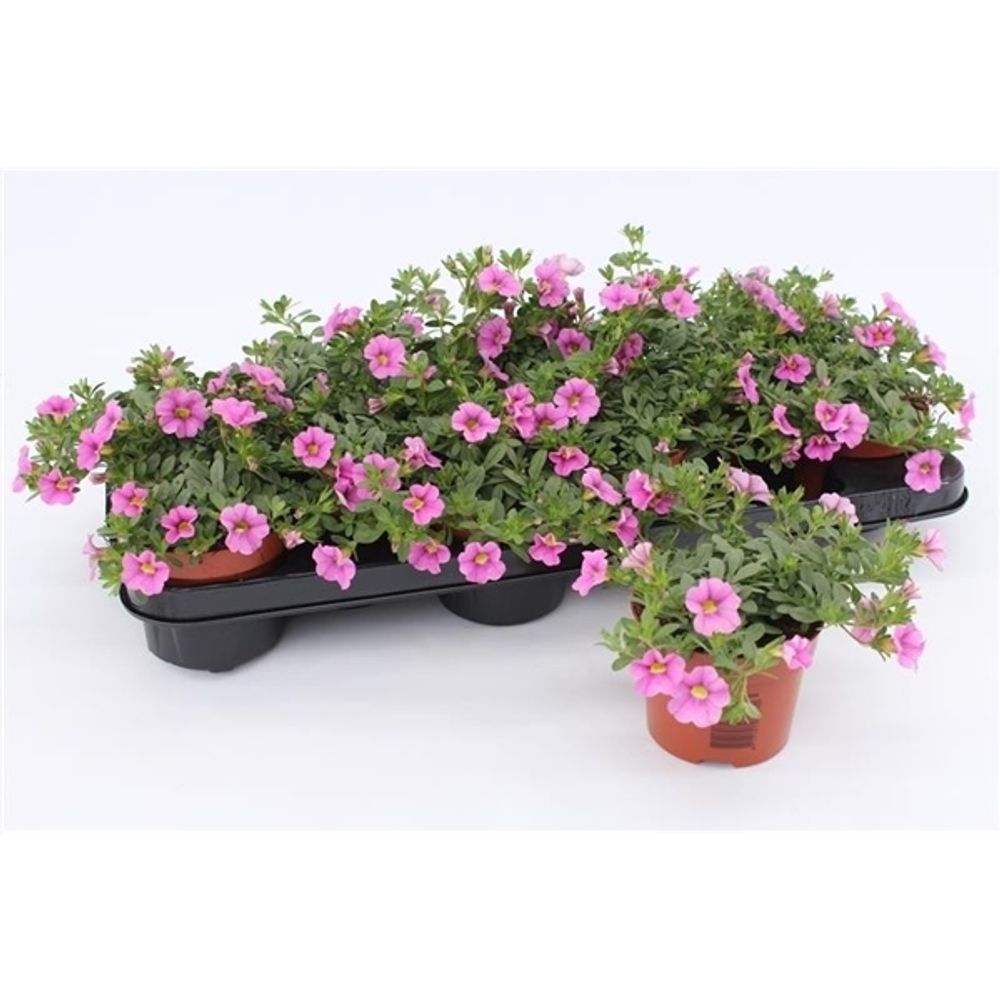 Calibrachoa rosa T10,5 H15