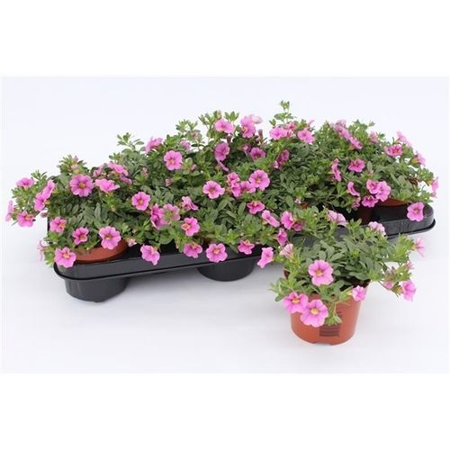 Calibrachoa rosa T10,5 H15