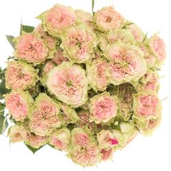 Rose rosa Freiland Grandmas Daisy 3+Bl.50cm
