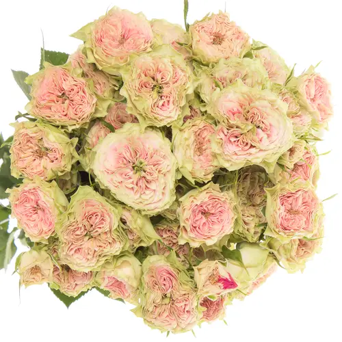Rose rosa Freiland Grandmas Daisy 3+Bl.50cm