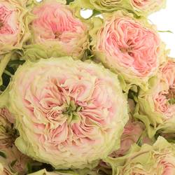 Rose rosa Freiland Grandmas Daisy 3+Bl.50cm