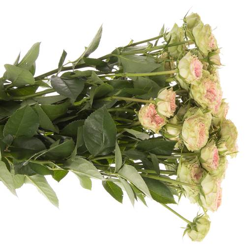 Rose rosa Freiland Grandmas Daisy 3+Bl.50cm