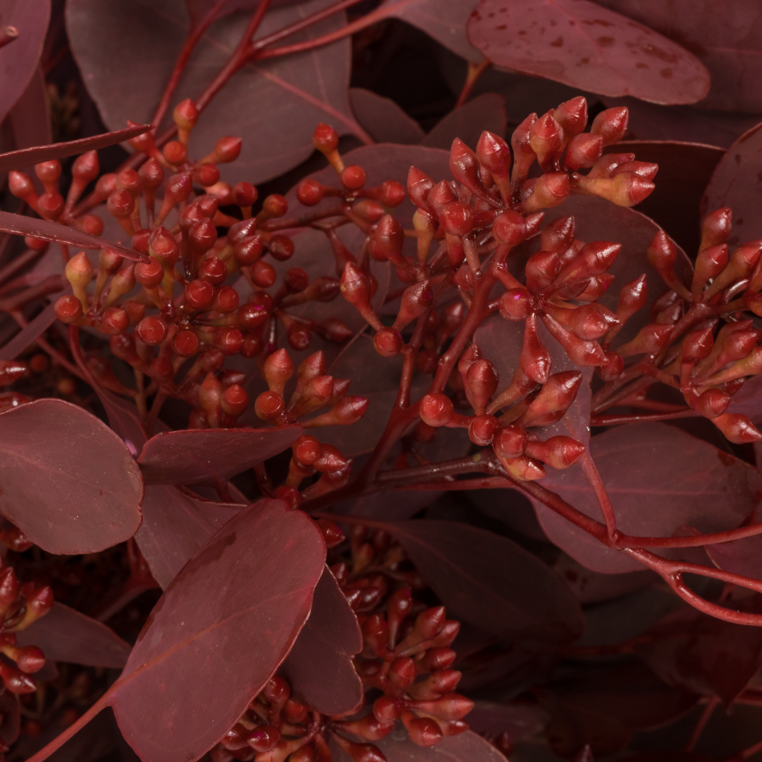 Populus cerise Frucht gefärbt 300 Gramm 65cm