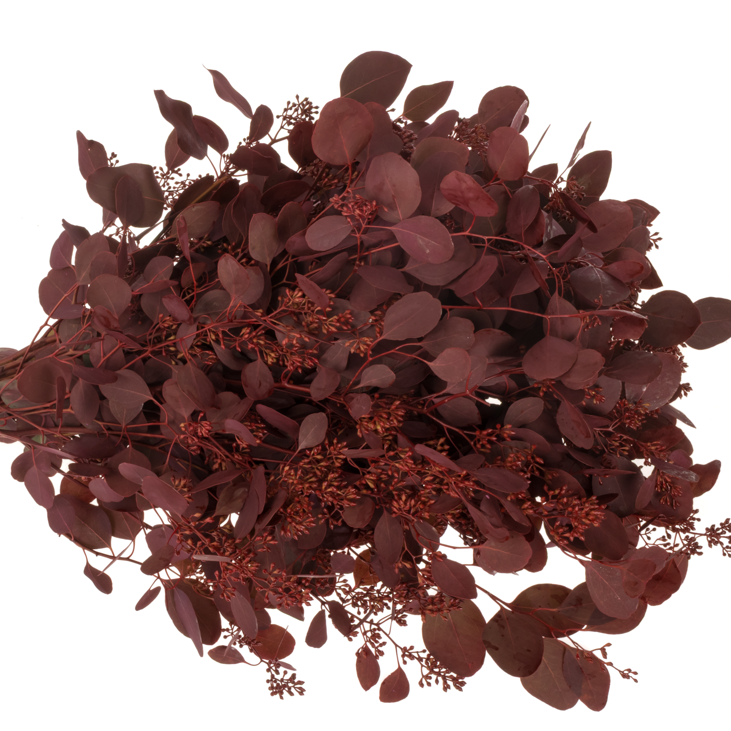 Populus cerise Frucht gefärbt 300 Gramm 65cm