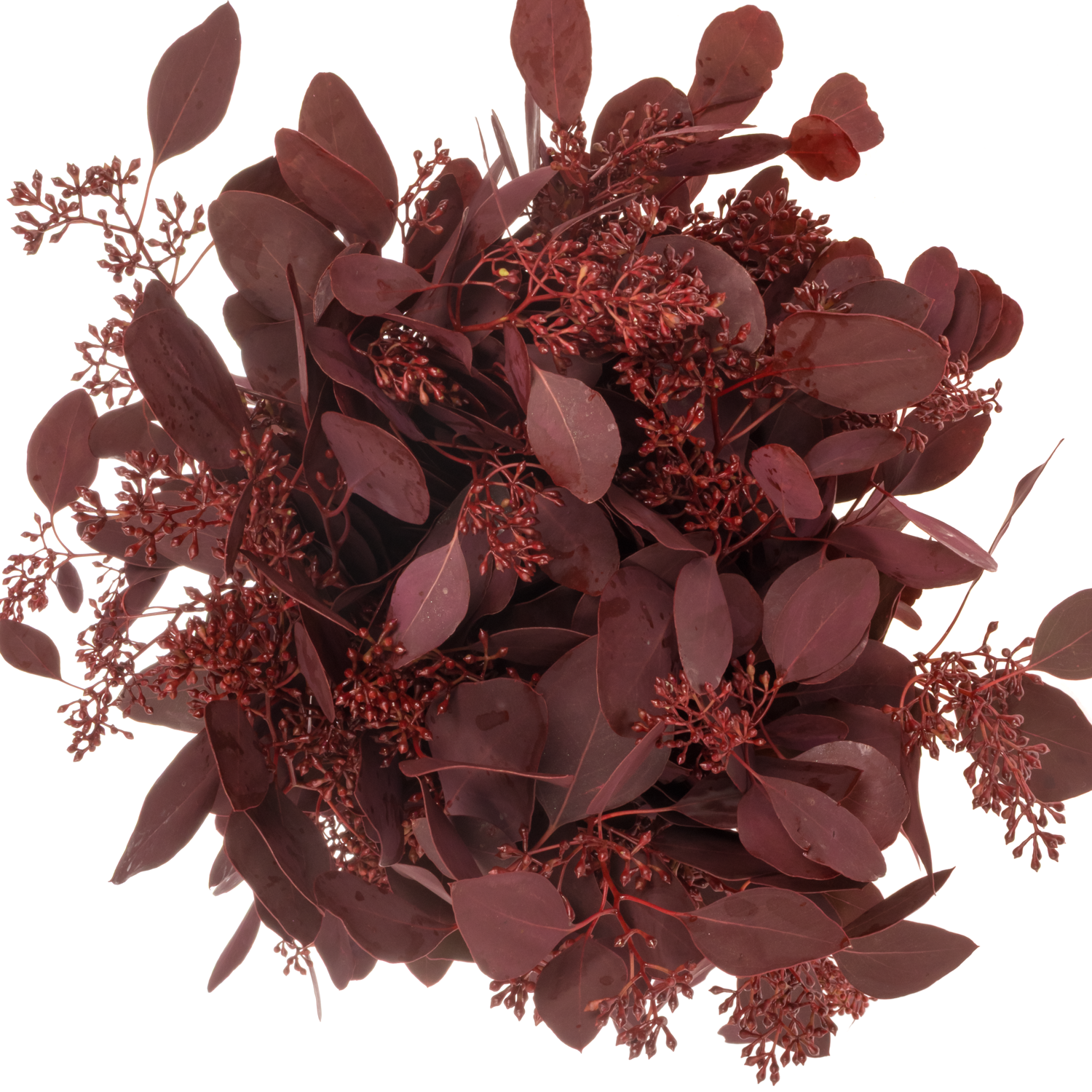 Populus cerise Frucht gefärbt 300 Gramm 65cm