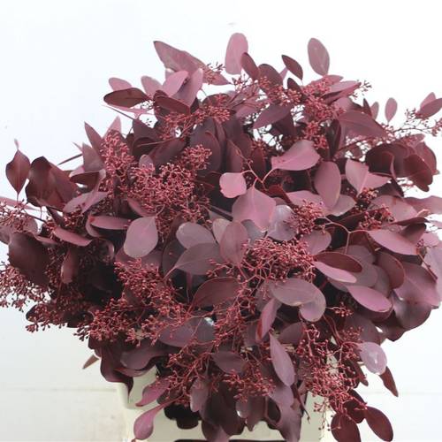 Populus cerise Frucht gefärbt 300 Gramm 60cm