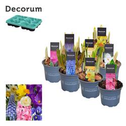 Zwiebel mix T09 H020