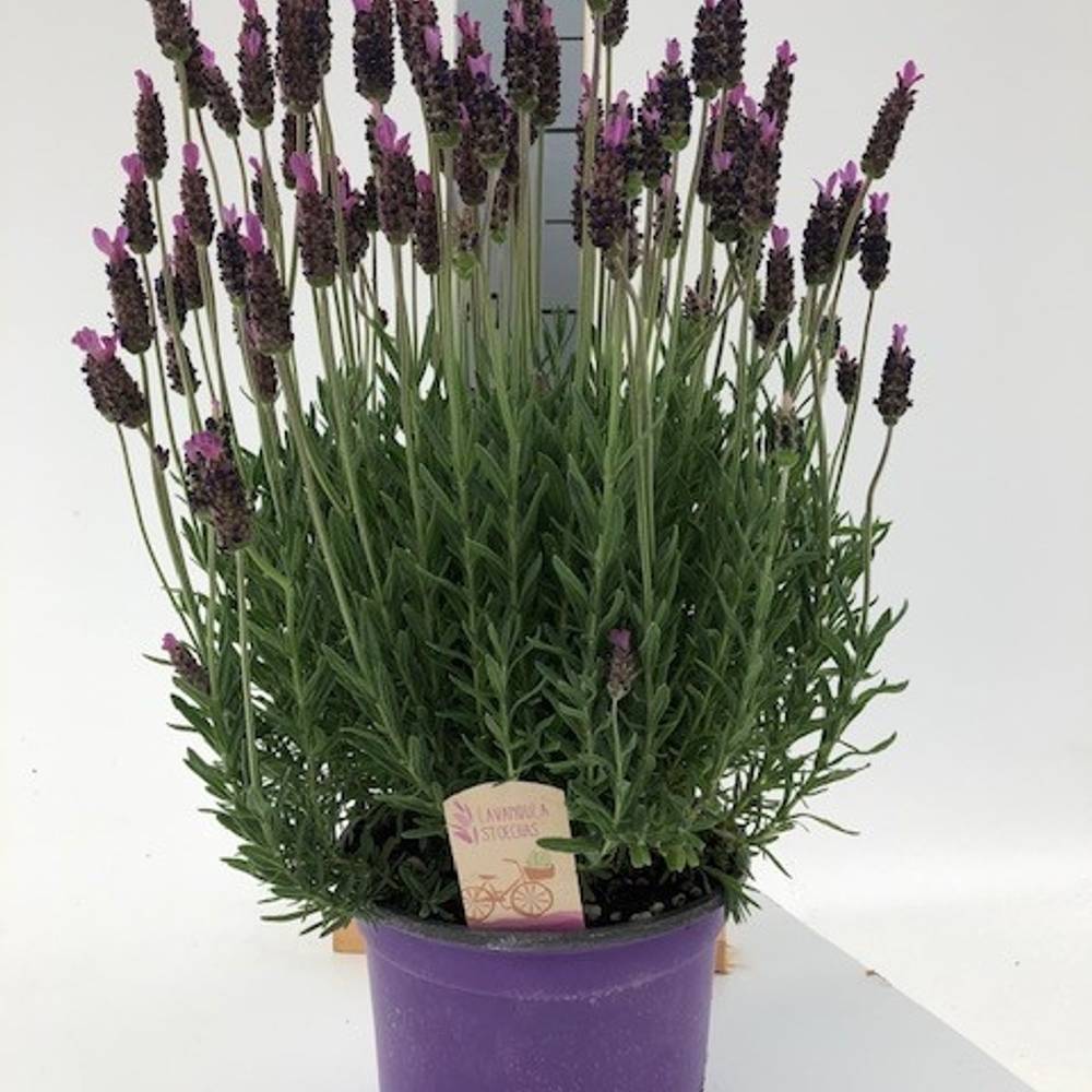 Lavendel Stoechas T18 H060