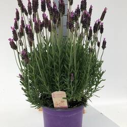 Lavendel Stoechas T18 H060
