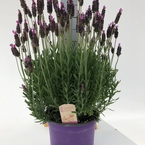 Lavendel Stoechas T18 H060