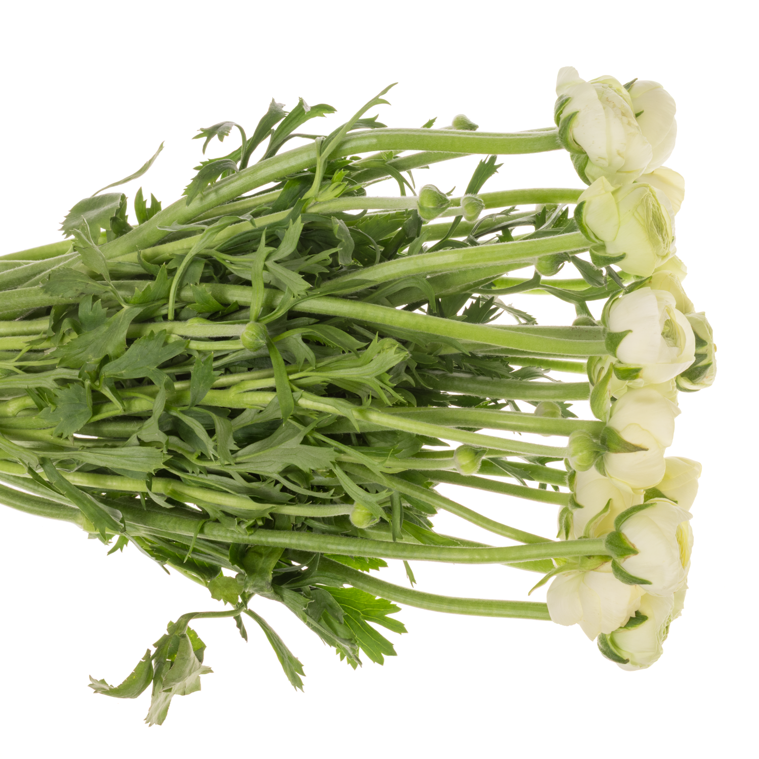 Ranunkel hell gelb Success Creme x 20 48 Gramm 45cm