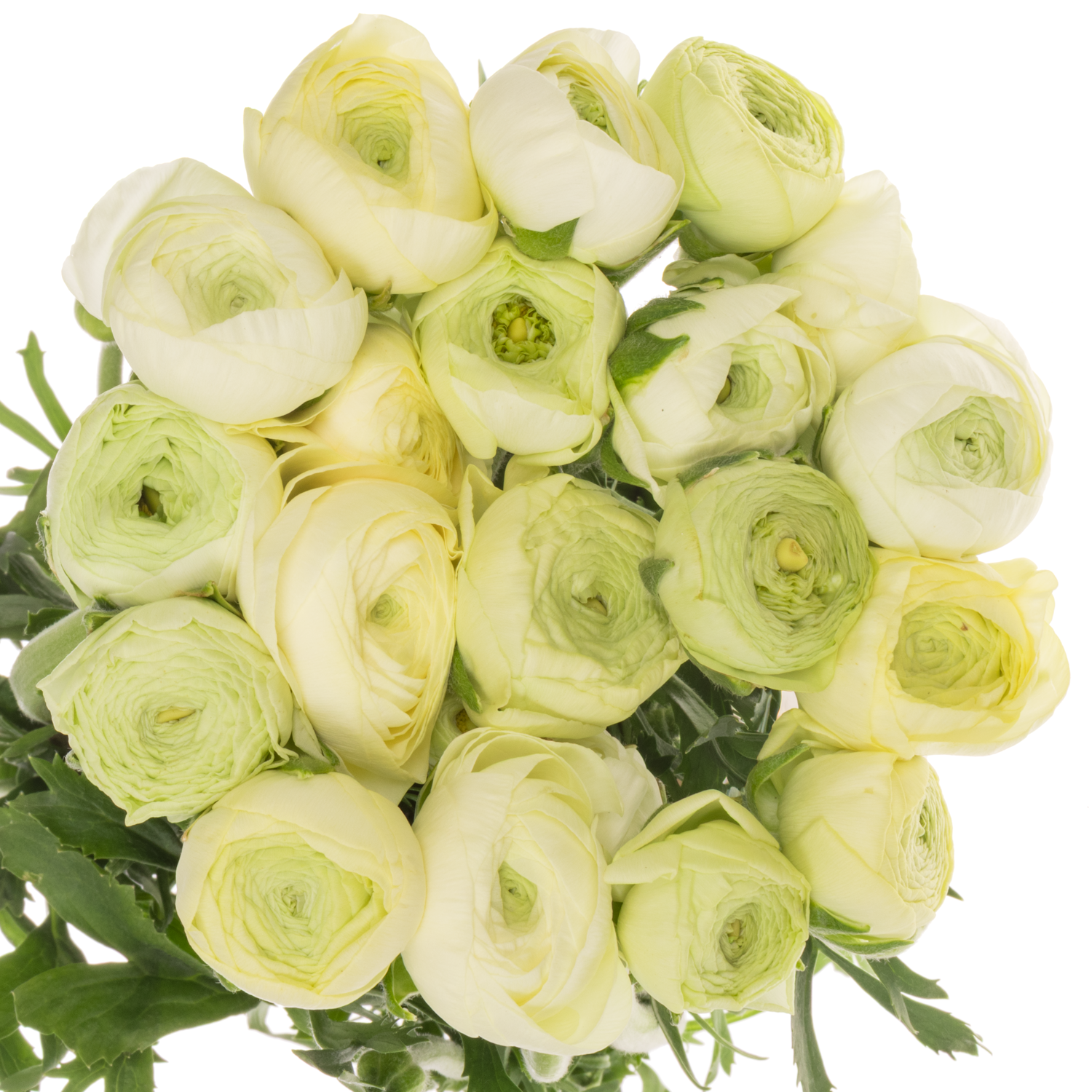 Ranunkel hell gelb Success Creme x 20 48 Gramm 45cm