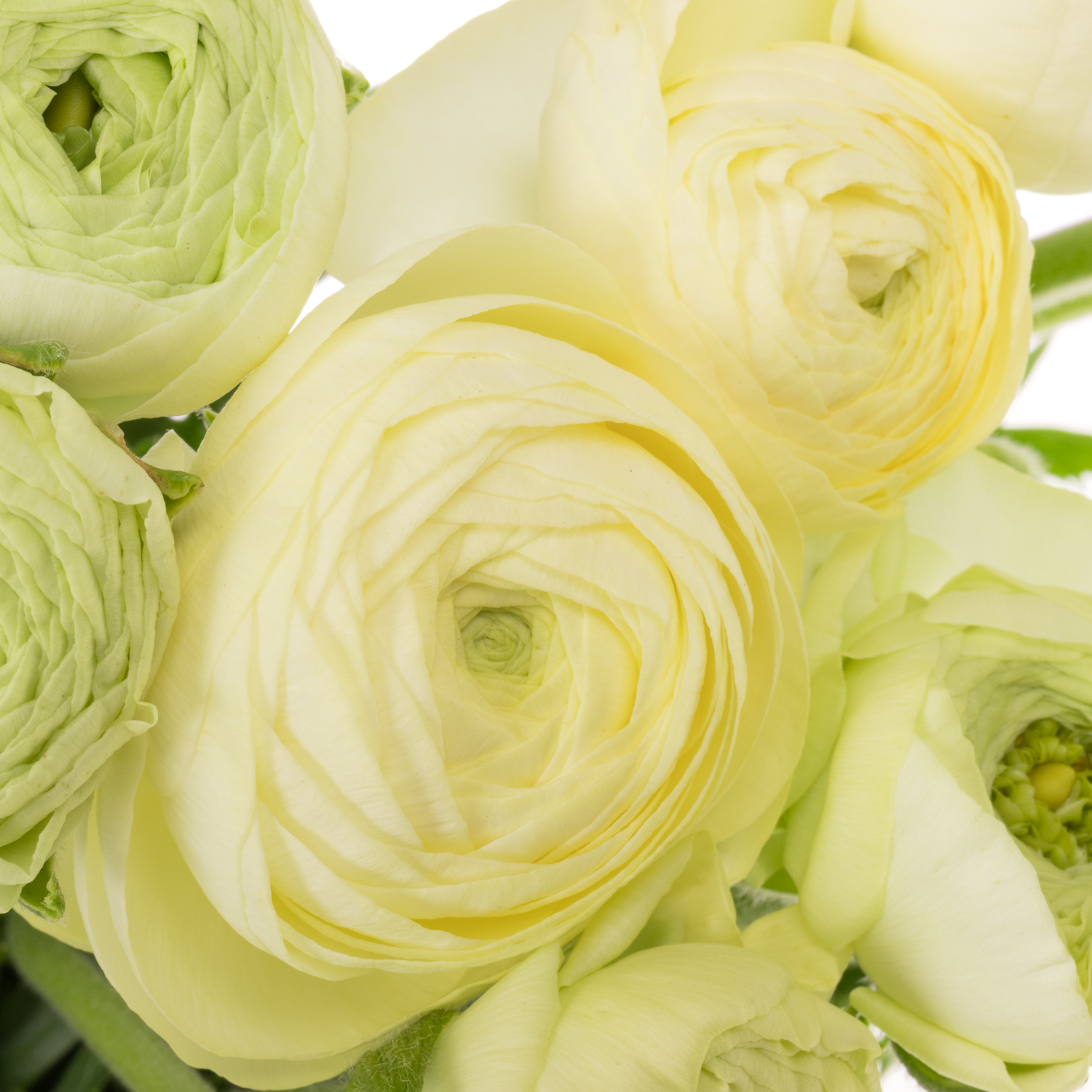 Ranunkel hell gelb Success Creme x 20 48 Gramm 45cm