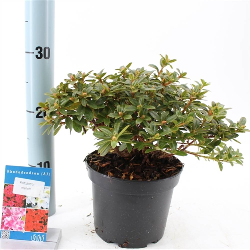 Rhododendron Moerheim T17 H20