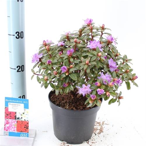 Rhododendron Moerheim T17 H20