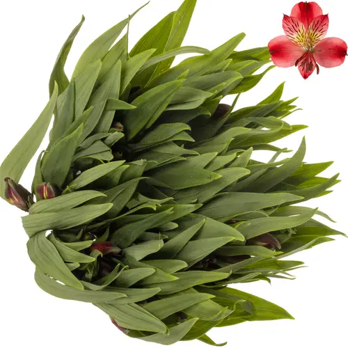 Alstroemerie rot testarrossa (Ecuador) 70cm