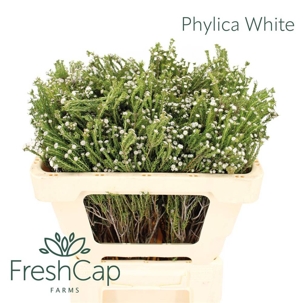 Phylica weiss 50cm