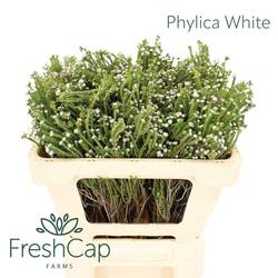Phylica weiss 50cm