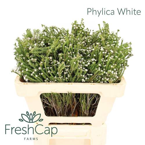 Phylica weiss 50cm