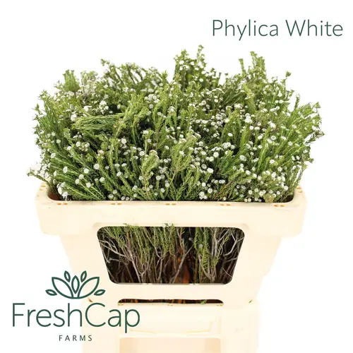 Phylica weiss 50cm