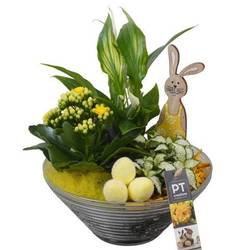 Spath.Arr PTPG9352 Ostern T19 H029