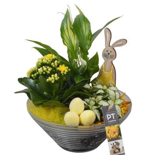 Spath.Arr PTPG9352 Ostern T19 H029