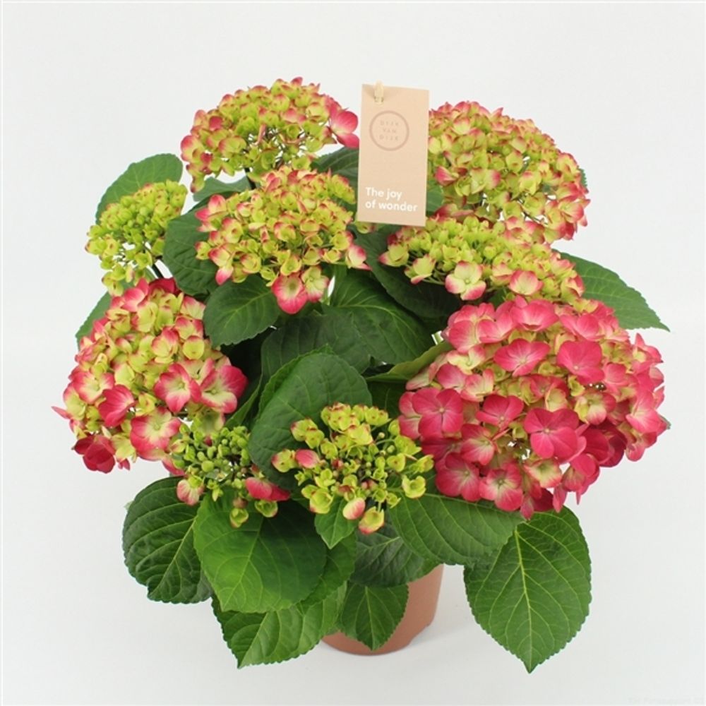 Hortensie rot 7-8Bl.T14 T14 H040