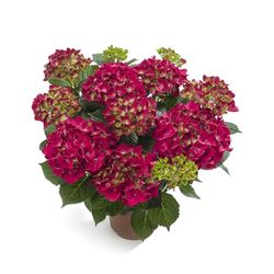 Hortensie rot 7-8Bl.T14 T14 H040