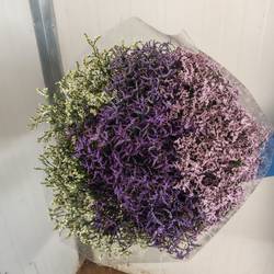 Limonium mix 20Gramm 50cm