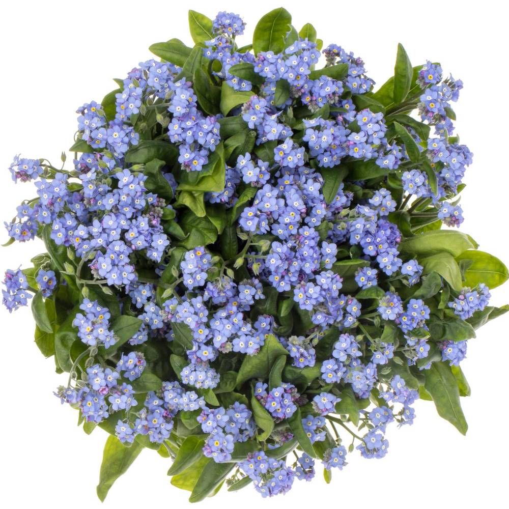 Myosotis blau Blue Memory 50cm