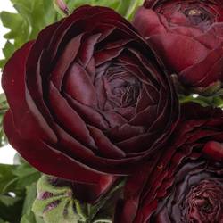 Ranunkel dunkel rot bordeaux Aazur Bordeaux 45 Gramm 44cm