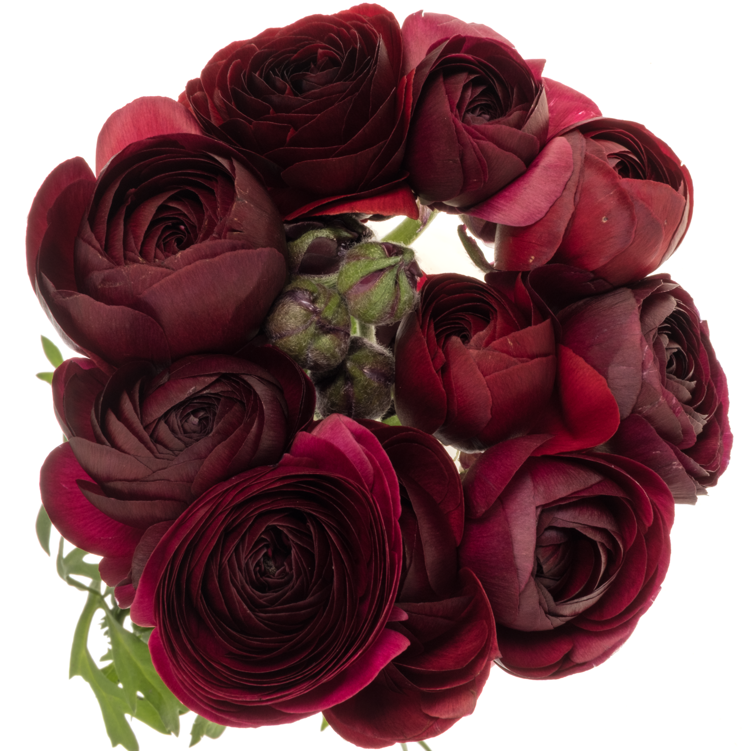 Ranunkel dunkel rot bordeaux Aazur Bordeaux 45 Gramm 44cm