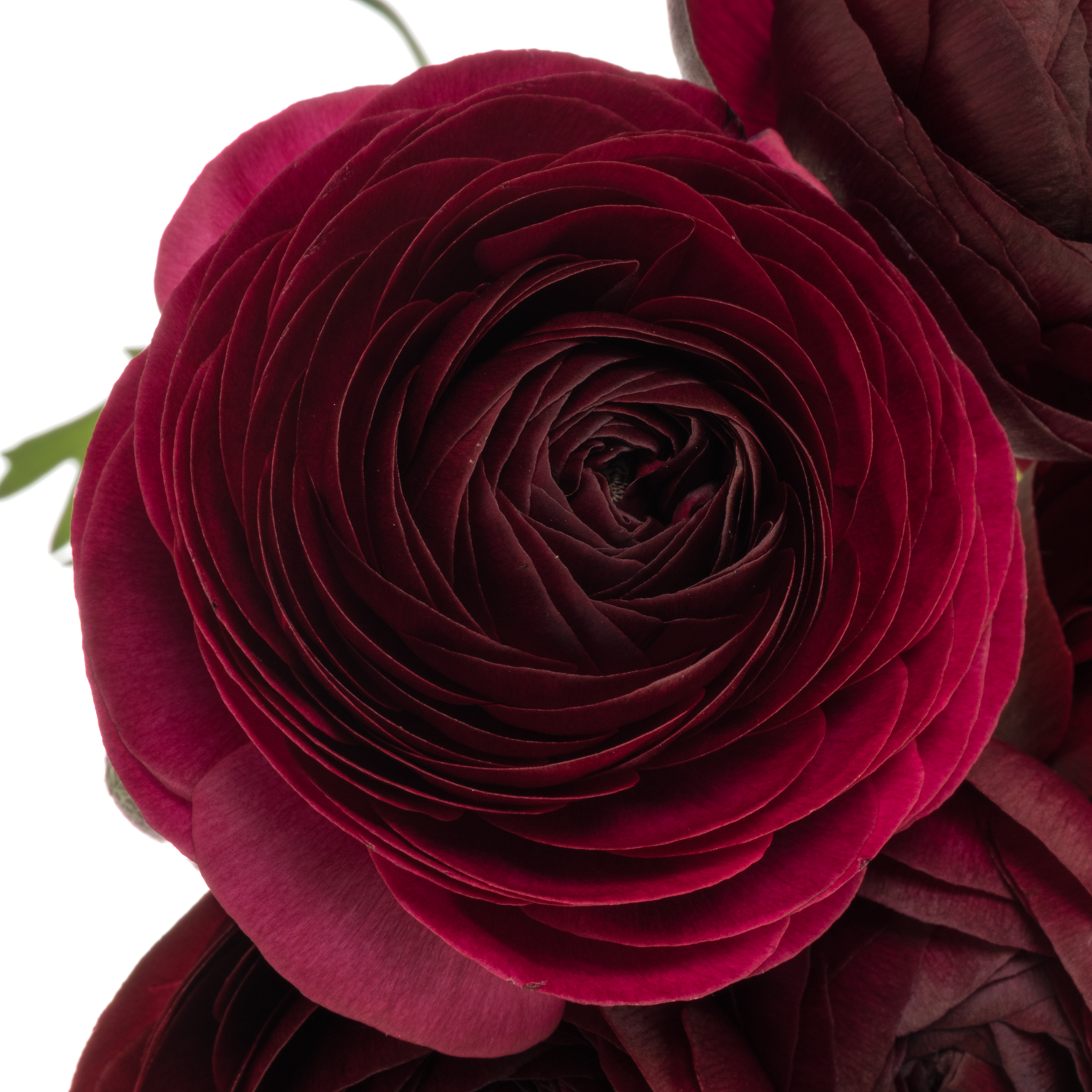 Ranunkel dunkel rot bordeaux Aazur Bordeaux 45 Gramm 44cm