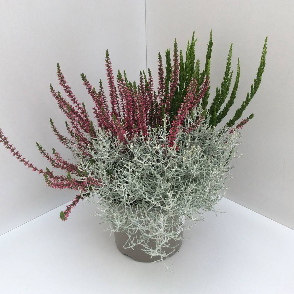 Calluna GG +Calocephalus mix T17 H040