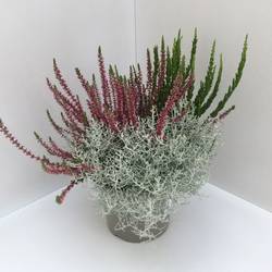Calluna GG +Calocephalus mix T17 H040