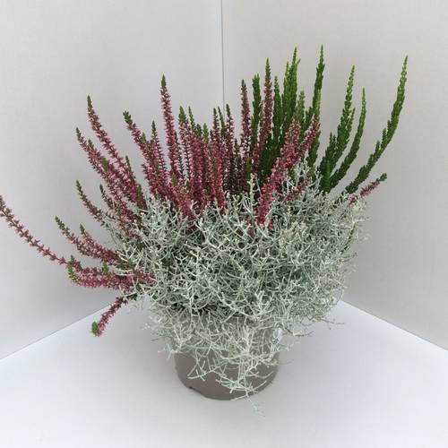 Calluna GG +Calocephalus mix T17 H040