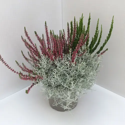 Calluna GG +Calocephalus mix T17 H040