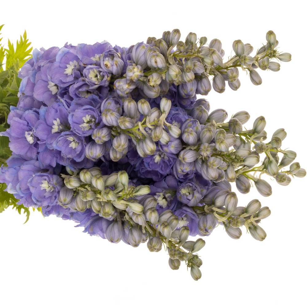 Delphinium lila dewi zofia 65cm